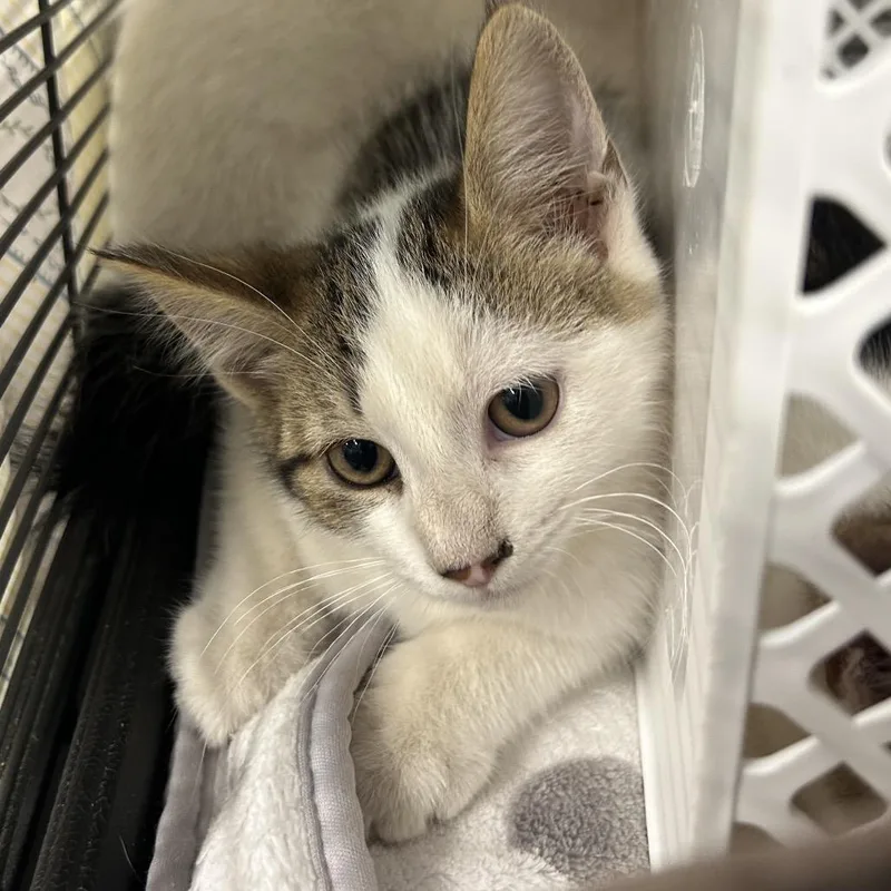 A baby small-sized male Domestic Short Hair cat named South for adoption in Binghamton, NY