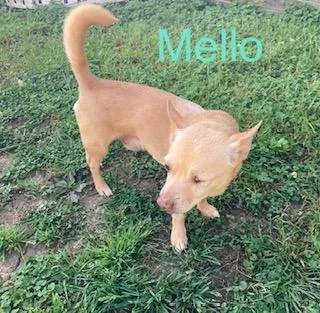 A senior small-sized male Apricot / Beige Chihuahua dog named Mellow for adoption in Albany, NY