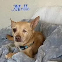 Mellow thumbnail 2