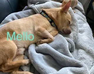 Mellow thumbnail 3