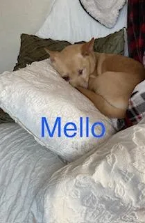 Mellow thumbnail 5