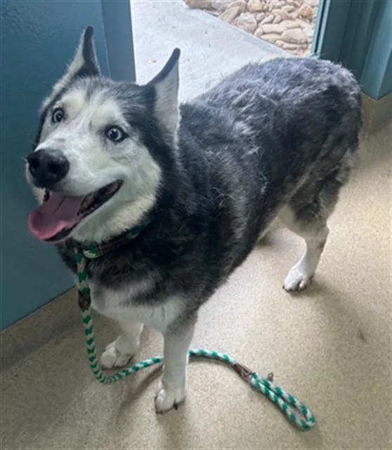 A senior large-sized male Siberian Husky dog named Koe for adoption in Newton, NC