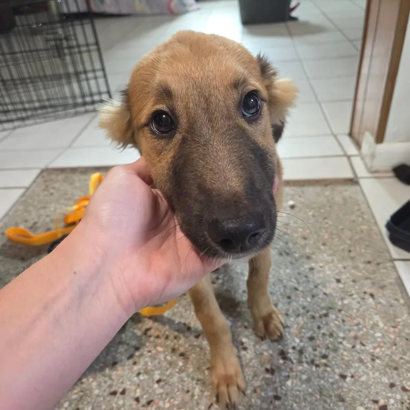 A baby small-sized female Golden Mixed Breed dog named Marcy for adoption in Merritt Island, FL