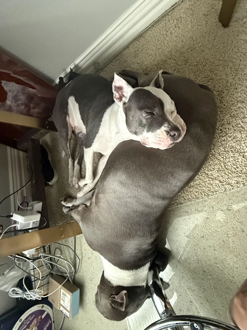 A young medium-sized female Pit Bull Terrier dog named Olive for adoption in Keller, TX