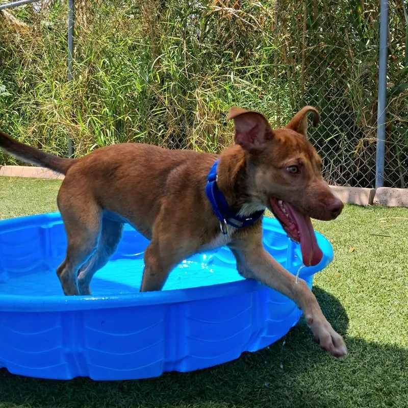A young small-sized female Yellow / Tan / Blond / Fawn Mixed Breed dog named Buttercup for adoption in Galveston, TX