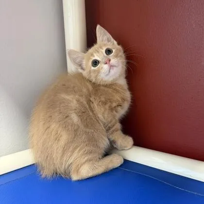 A baby small-sized male Domestic Short Hair cat named Uncle Orangey for adoption in Janesville, WI