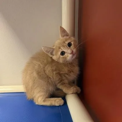 Uncle Orangey thumbnail 3