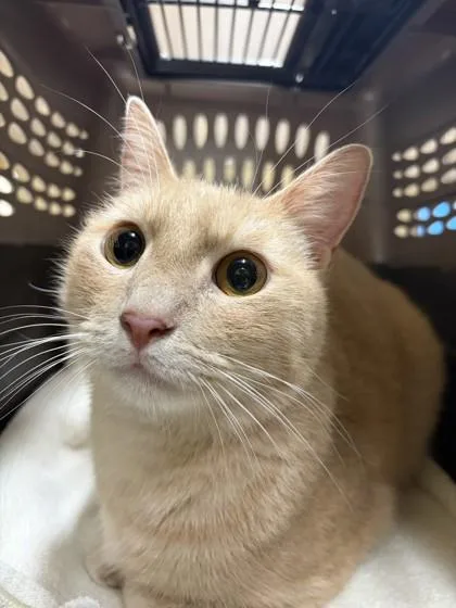 An adult small-sized male Domestic Short Hair cat named Prince for adoption in Honolulu, HI