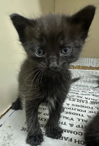 A baby small-sized male Domestic Short Hair cat named Gingko  Blue for adoption in Chamblee, GA