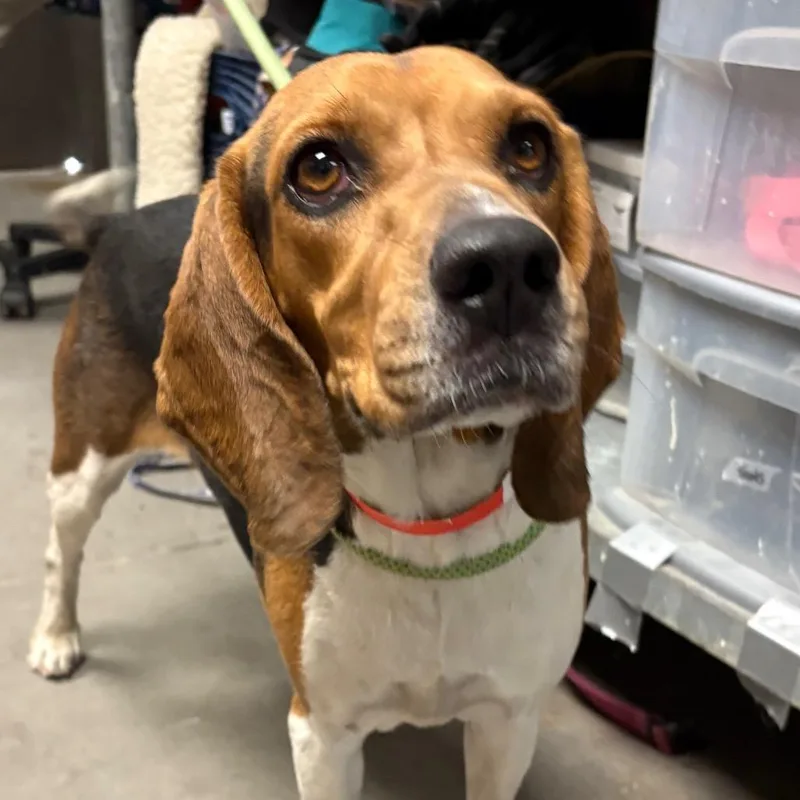 An adult small-sized female Brown / Chocolate Beagle dog named Stacy for adoption in Yuma, AZ