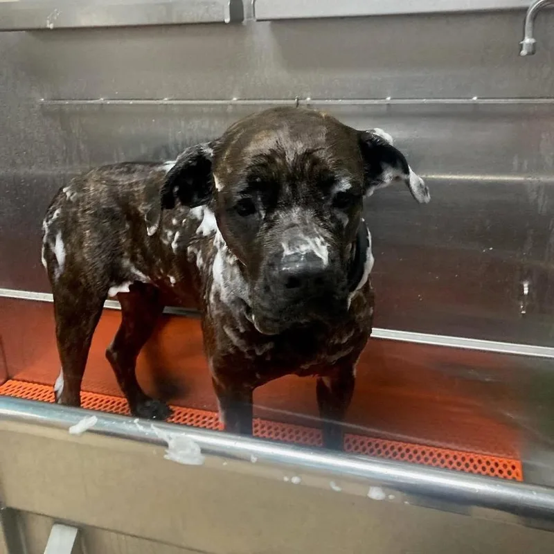 Magnolia thumbnail 3