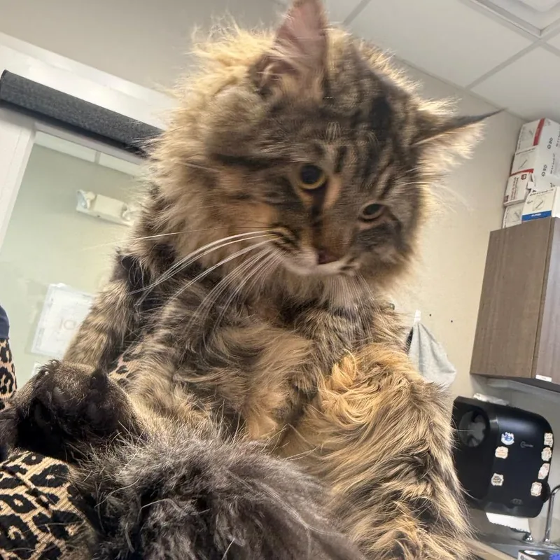 A young large-sized male Brown / Chocolate Domestic Long Hair cat named Gatsby for adoption in Great Falls, MT