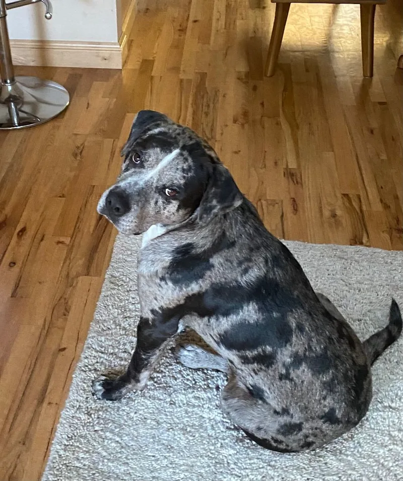 An adult large-sized male Brindle Catahoula Leopard Dog dog named Burger for adoption in Puyallup, WA