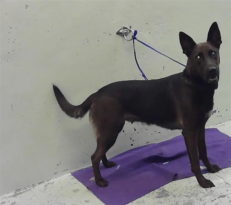A young large-sized female Labrador Retriever dog named Azteca for adoption in Houston, TX