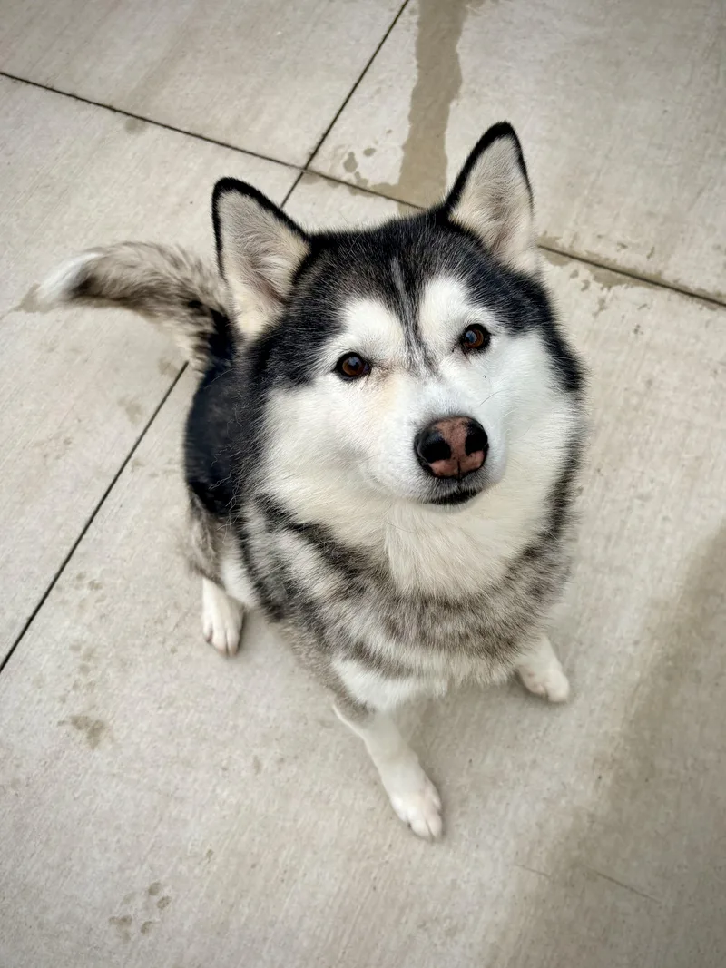 A senior small-sized male Gray / Blue / Silver Pomsky dog named Colby for adoption in Kalamazoo, MI