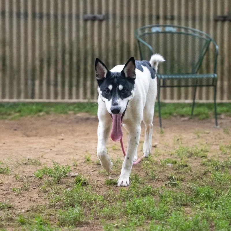 Daisy thumbnail 2