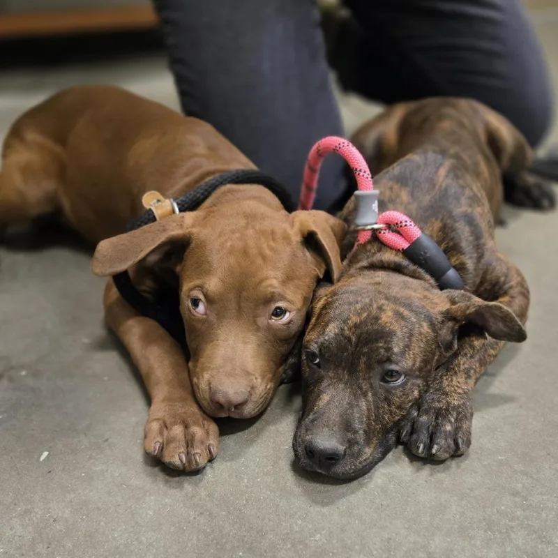 A baby medium-sized female Brown / Chocolate Mixed Breed dog named Hallie for adoption in Washington Township, OH