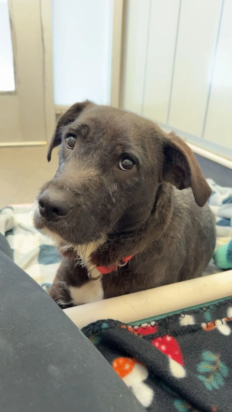 A young medium-sized female Black Labrador Retriever dog named Bailey for adoption in Elizabethtown, NY