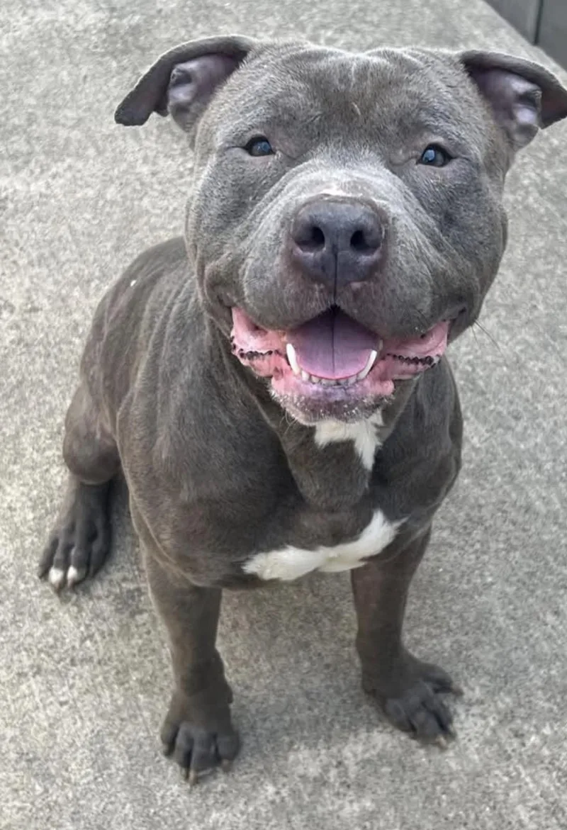 An adult medium-sized male Gray / Blue / Silver Pit Bull Terrier dog named Cullen for adoption in Chicago, IL