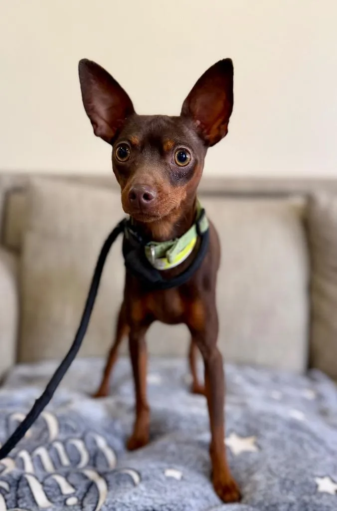 A young small-sized male Mixed Breed dog named Rufus for adoption in Thousand Oaks, CA