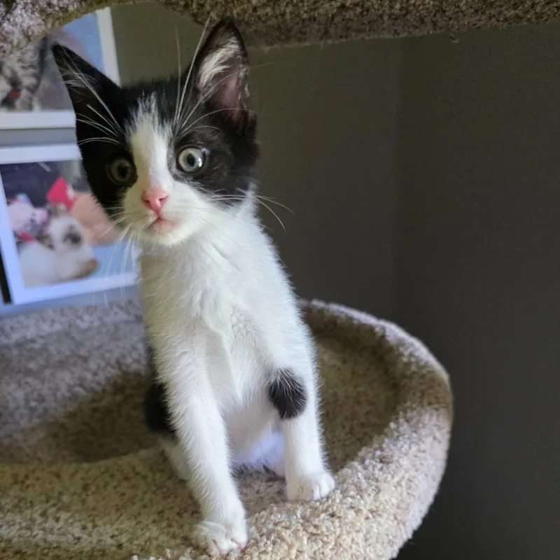 A baby small-sized male Black Domestic Short Hair cat named Nerd for adoption in Chaska, MN