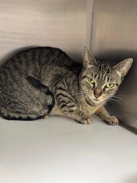 A young medium-sized female Domestic Short Hair cat named Posey for adoption in Naples, FL