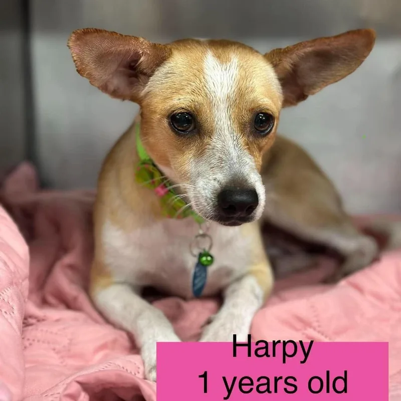 A young small-sized female Chihuahua dog named Harpy for adoption in Tampa, FL