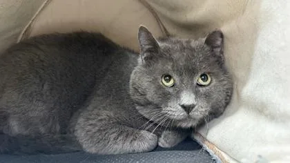 An adult medium-sized male Domestic Short Hair cat named Vesper for adoption in Sultan, WA