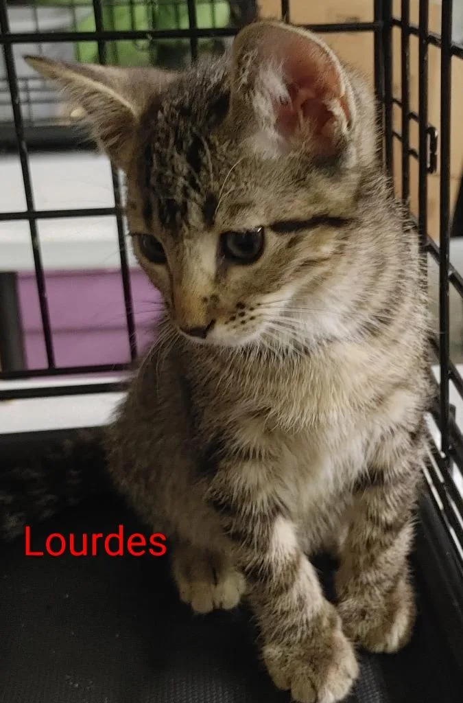 A baby medium-sized female Tabby (Brown / Chocolate) Domestic Short Hair cat named Lourdes for adoption in Shawnee, KS