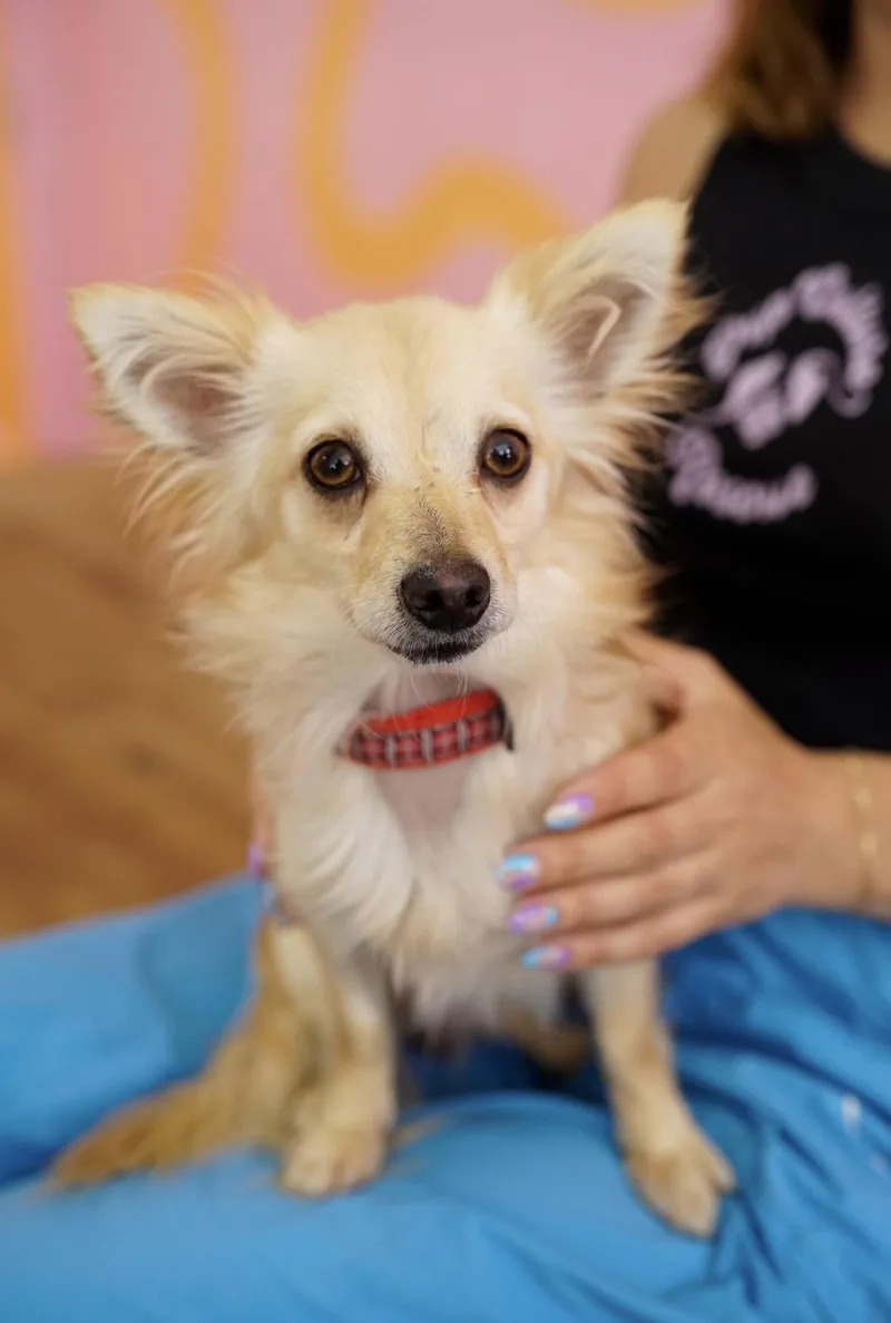 An adult small-sized male Papillon dog named Hubble for adoption in Pasadena, CA