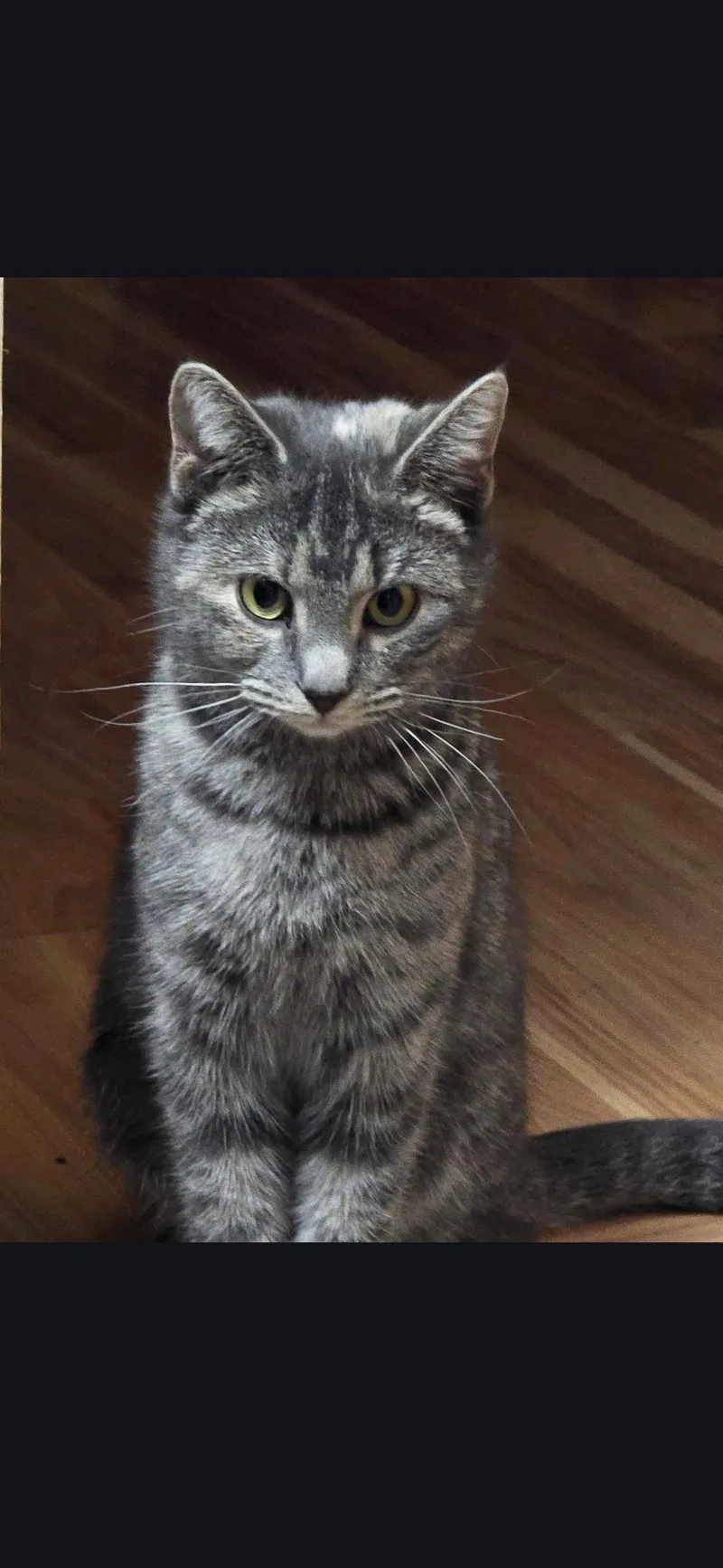 An adult medium-sized female Domestic Short Hair cat named Noodles for adoption in Harrisburg, PA