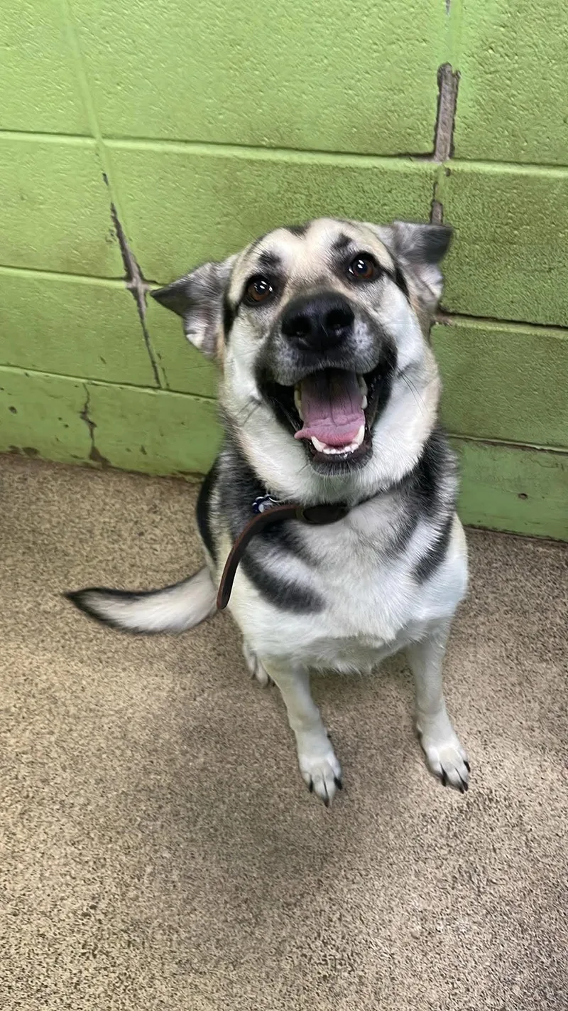 An adult medium-sized female Bicolor German Shepherd Dog dog named Anka for adoption in Fort Payne, AL