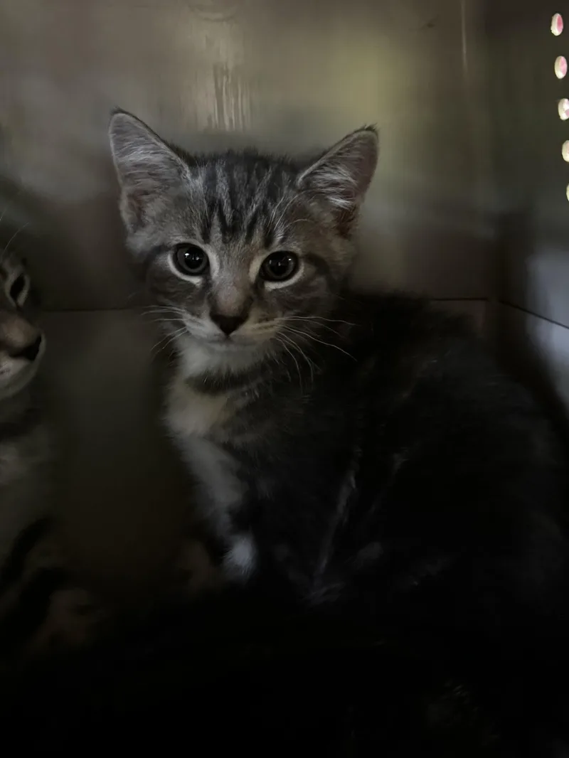 A baby medium-sized female Domestic Short Hair cat named Maddi for adoption in Honesdale, PA