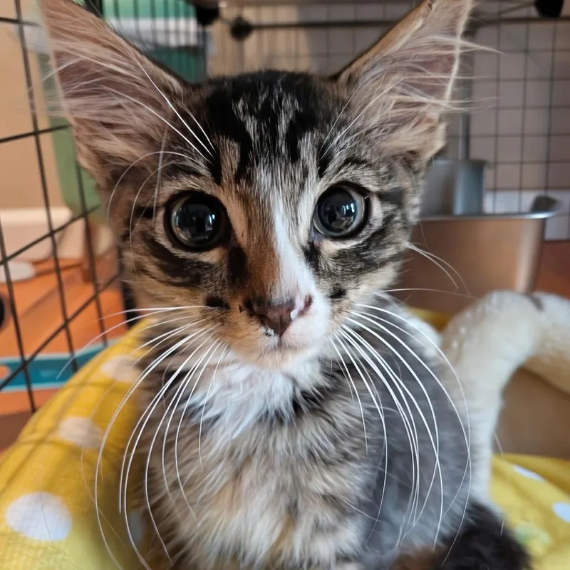 A baby small-sized male Brown / Chocolate Domestic Medium Hair cat named Waffles for adoption in Silver Spring, MD