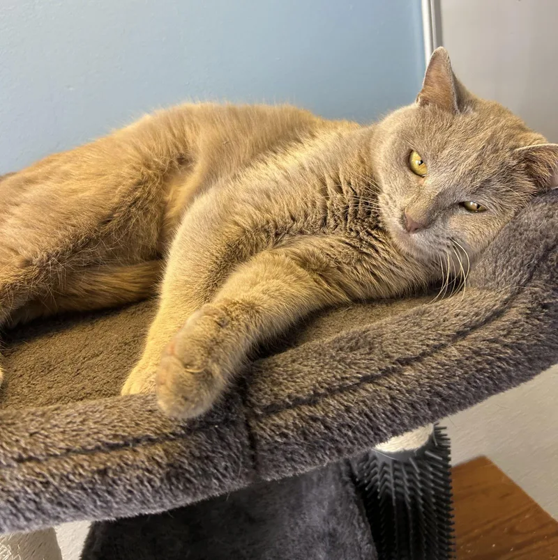 Street Car thumbnail 2