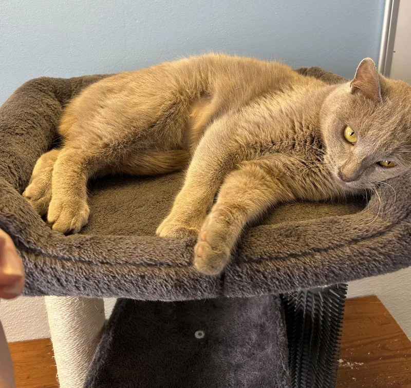 Street Car thumbnail 3