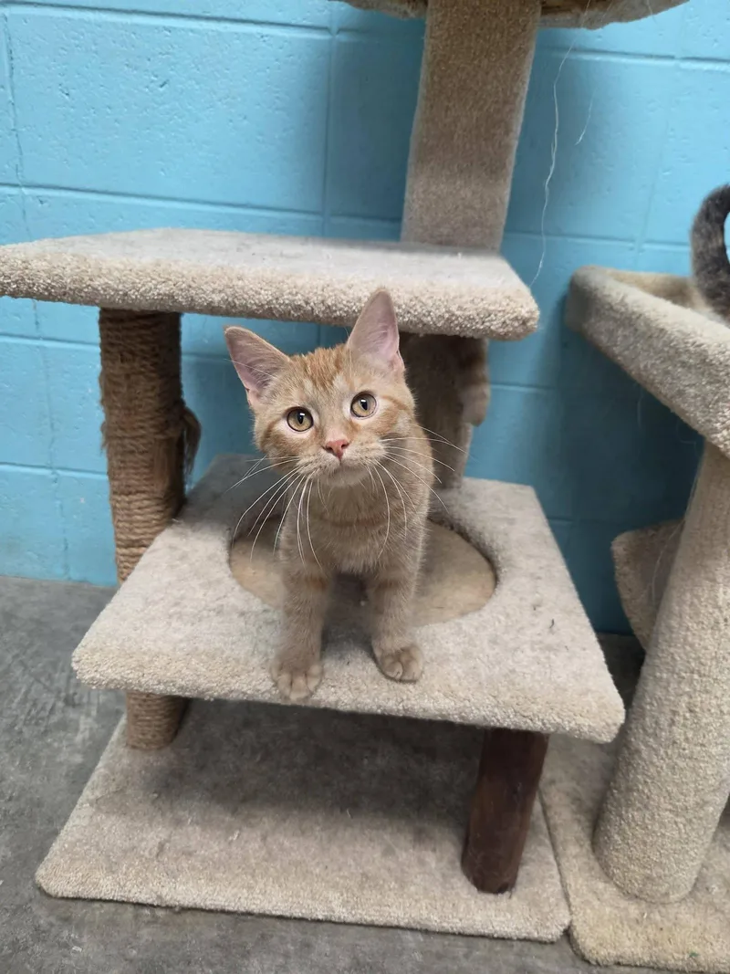 A baby medium-sized female Orange / Red Domestic Short Hair cat named Justice for adoption in Chilton, WI