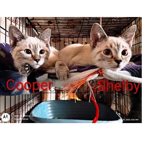 Cooper and Shelby thumbnail 2