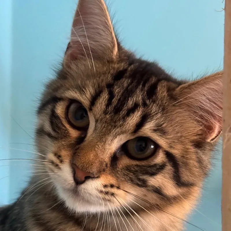 A baby small-sized male Brown / Chocolate Domestic Short Hair cat named Gracey for adoption in Decatur, GA