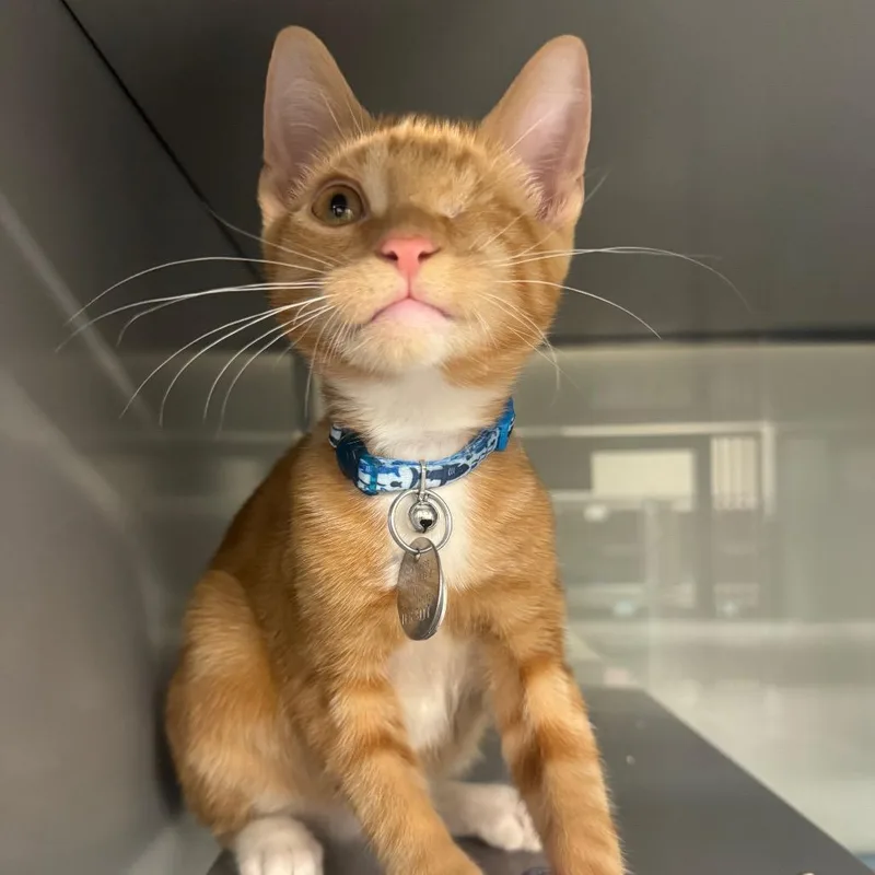 A baby small-sized male Orange / Red Domestic Short Hair cat named NCR Gourd for adoption in Port Washington, NY
