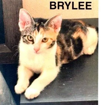A baby small-sized female Black & White / Tuxedo Domestic Short Hair cat named Brylee for adoption in Anoka, MN