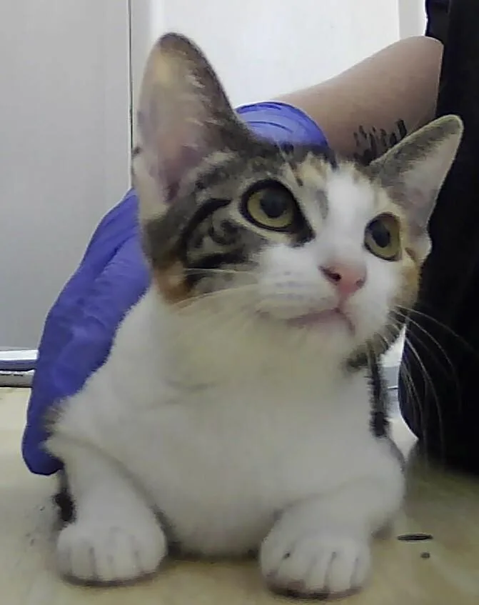Brylee thumbnail 2