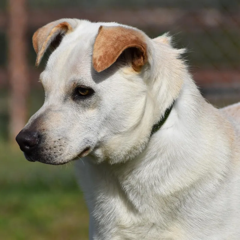 A young medium-sized male Apricot / Beige Labrador Retriever dog named Pierre for adoption in Wharton, TX