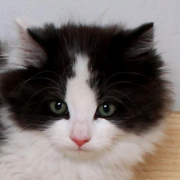 A baby small-sized male Gray / Blue / Silver Domestic Long Hair cat named Cow C for adoption in Minnetonka, MN