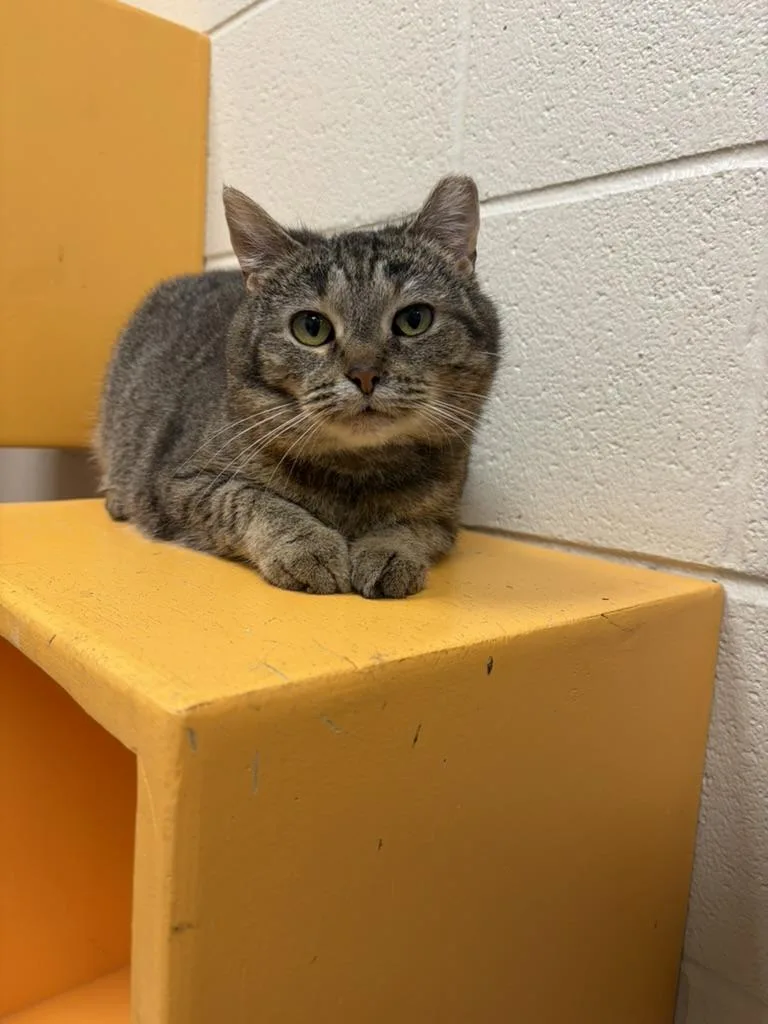 An adult medium-sized female Brown / Chocolate Domestic Short Hair cat named Mocha for adoption in Valparaiso, IN