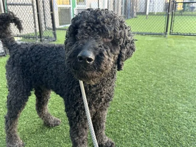An adult large-sized male Mixed Breed dog named Brad for adoption in Dallas, TX