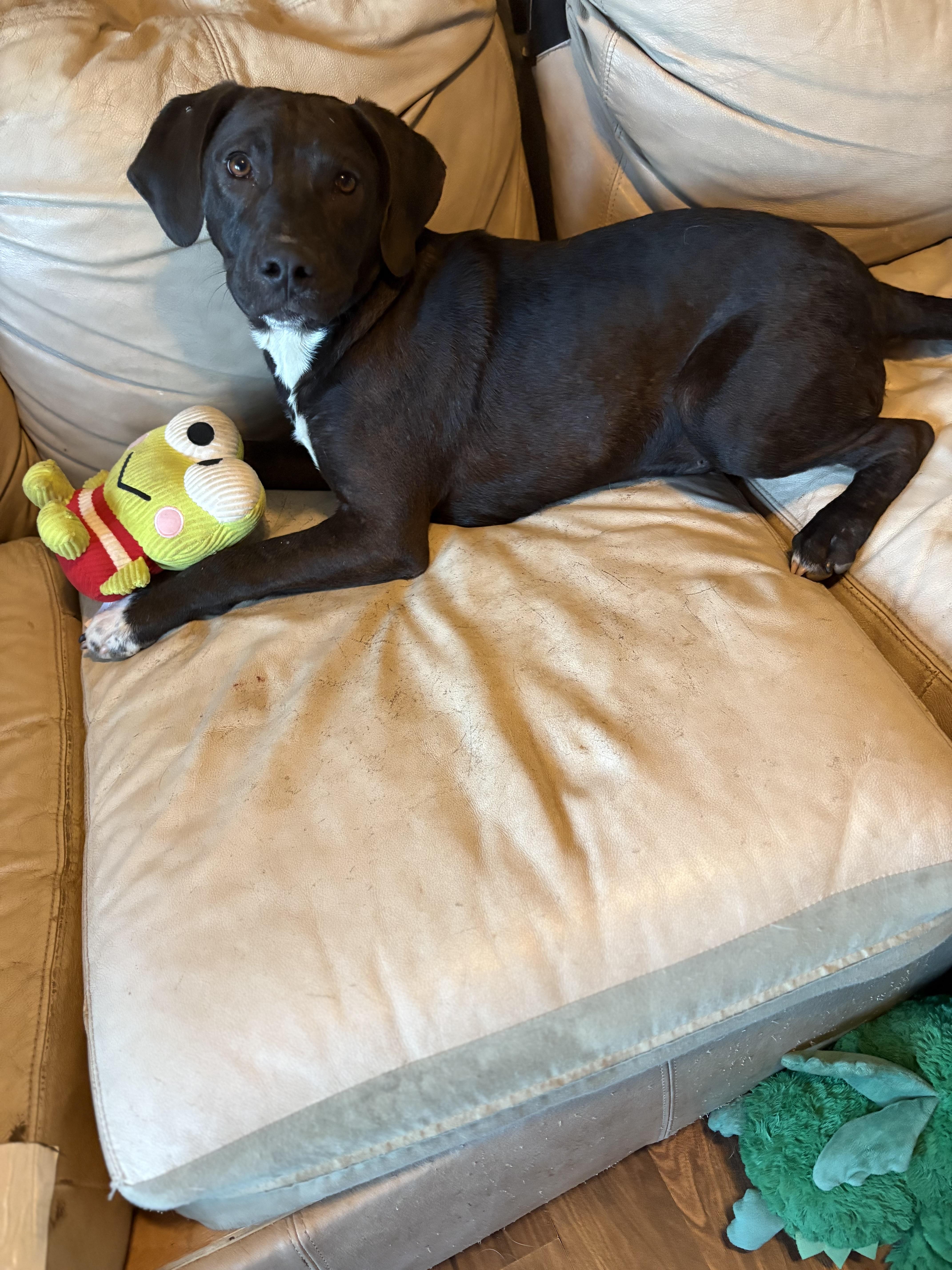 Jak Sponsored Fee thumbnail 2