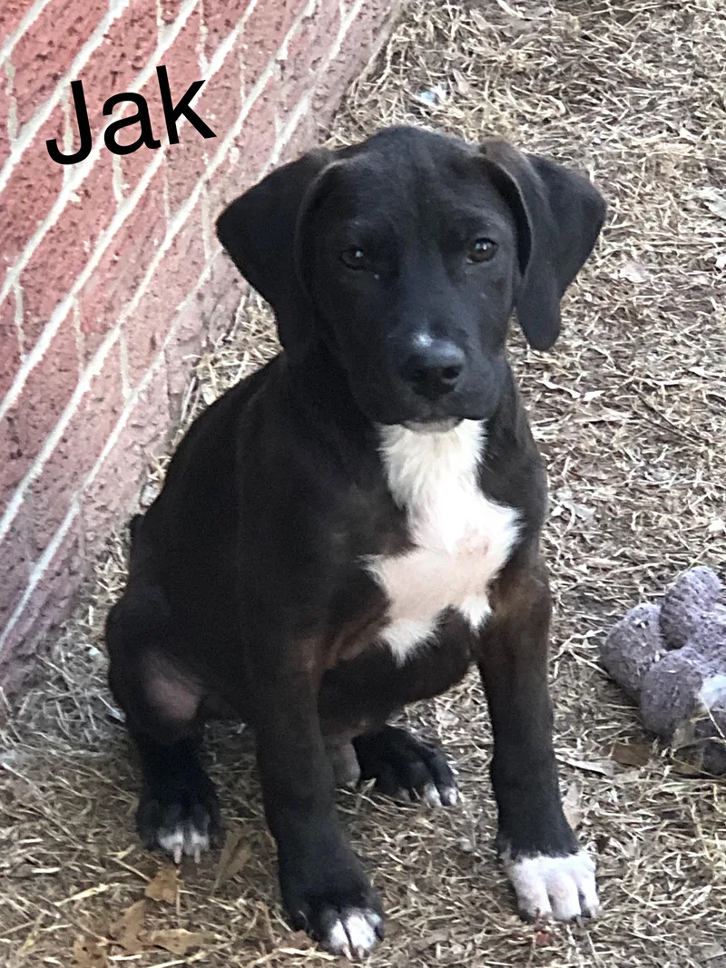 Jak Sponsored Fee thumbnail 3