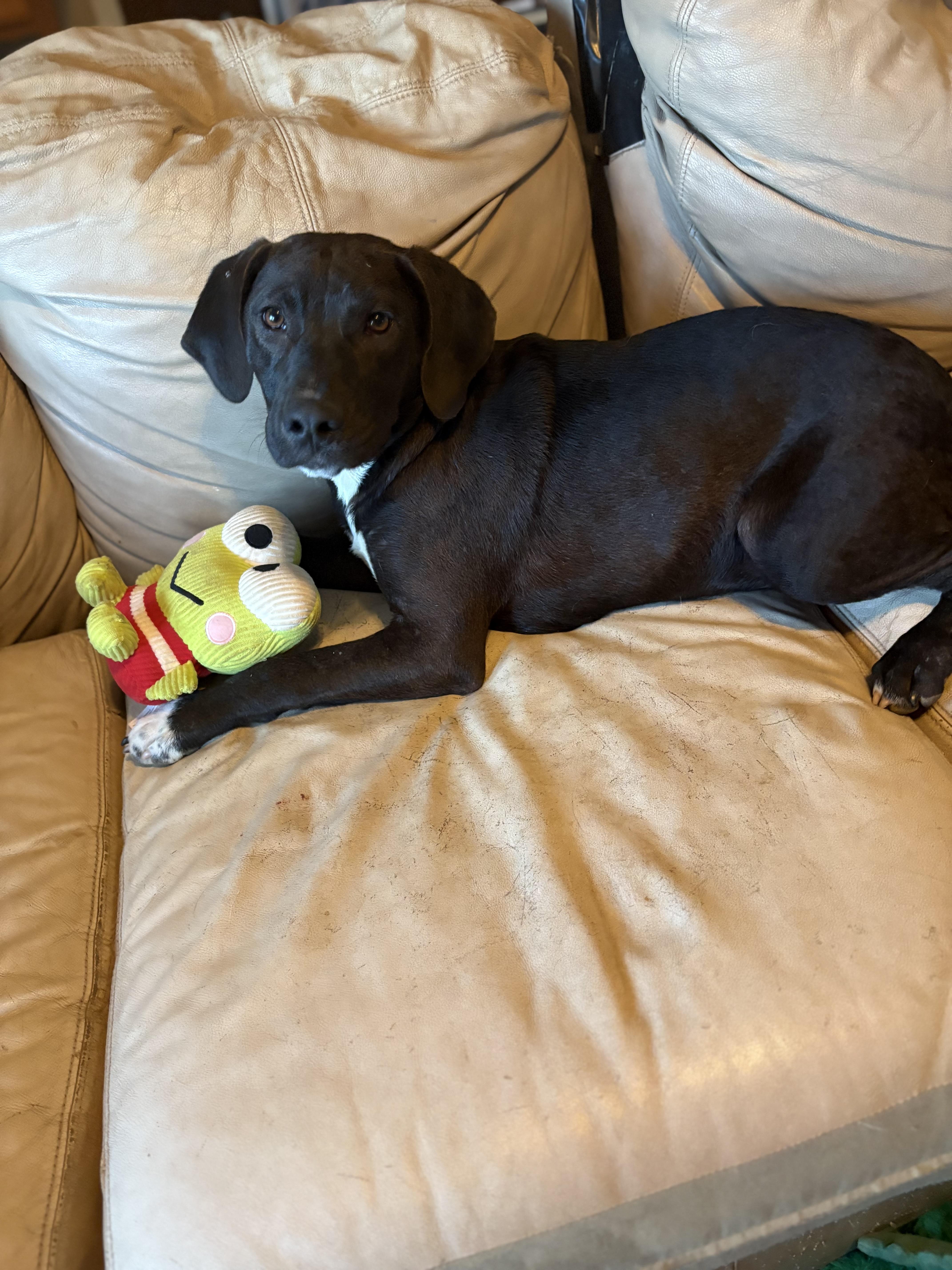 Jak Sponsored Fee thumbnail 4