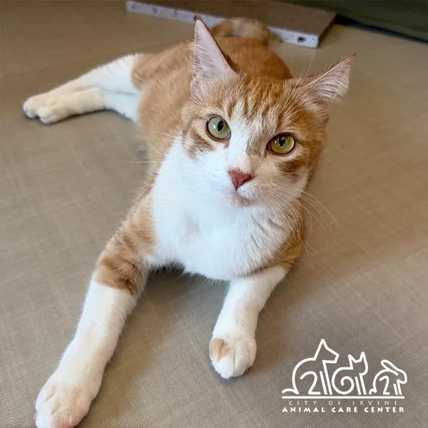 An adult medium-sized male Domestic Short Hair cat named Croissant for adoption in Irvine, CA